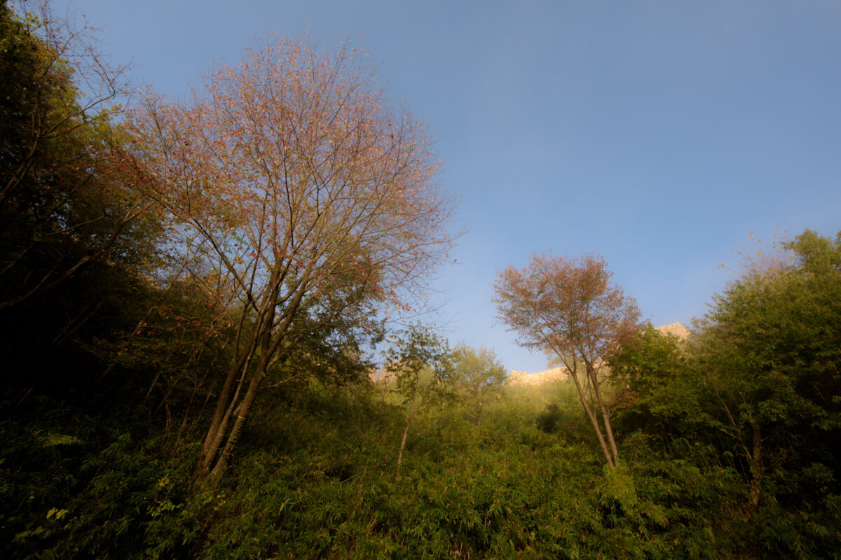 castle, hyogo, japan, japanese, kansai, natural, nature, sky, sunrise