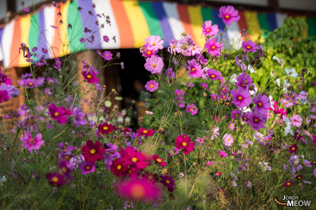 cosmos, flower, japan, japanese, kansai, nara, natural, nature, temple