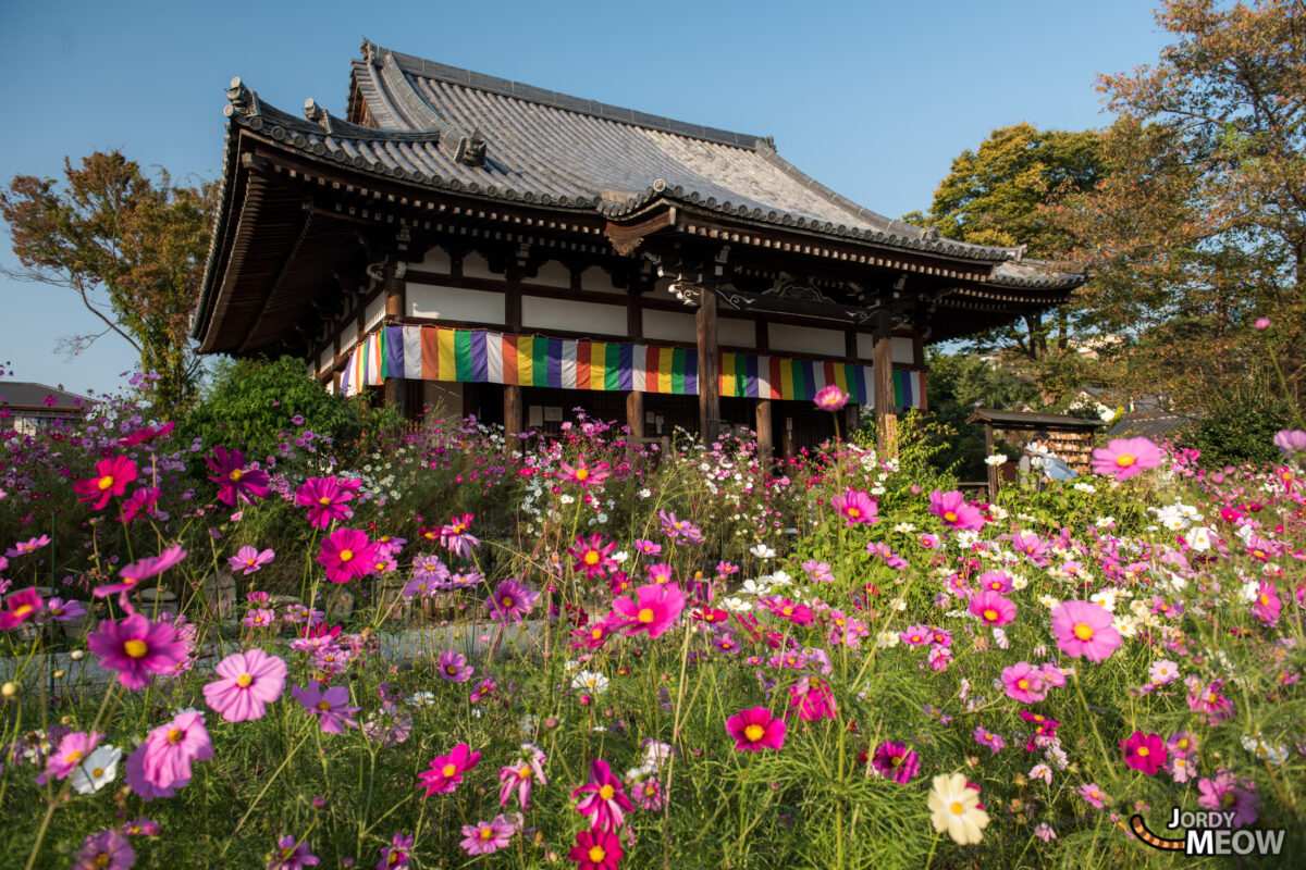 cosmos, flower, japan, japanese, kansai, nara, natural, nature, temple