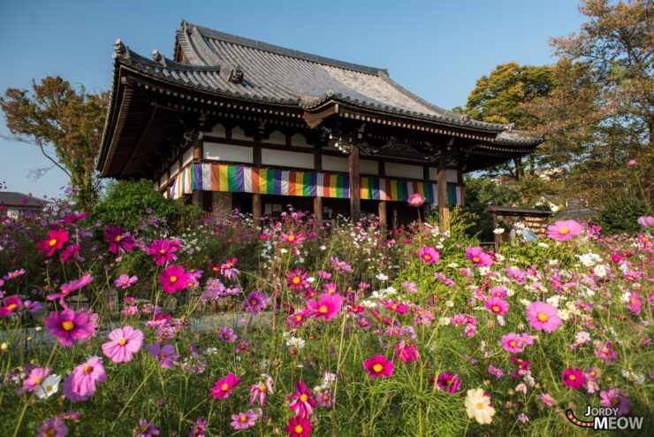 Hannya-ji Temple in Japan with vibrant cosmos flowers, showcasing cultural and spiritual beauty.