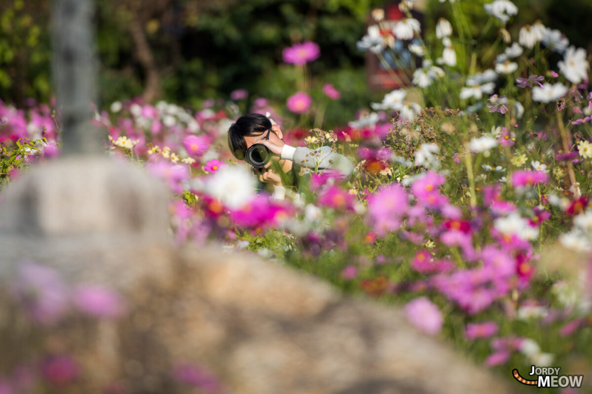 cosmos, flower, japan, japanese, kansai, nara, natural, nature, temple