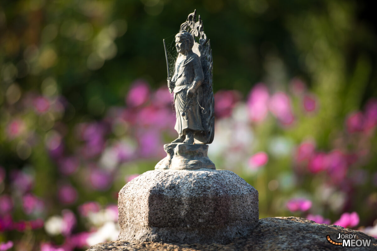 cosmos, flower, japan, japanese, kansai, nara, natural, nature, temple