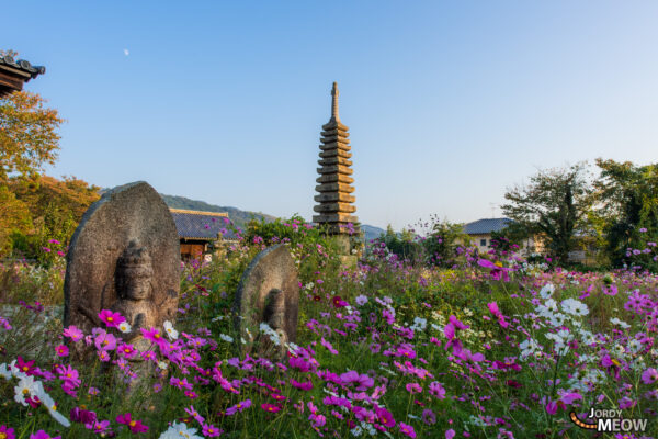 Tranquil Japanese temple with iconic pagoda and vibrant cosmos flowers.