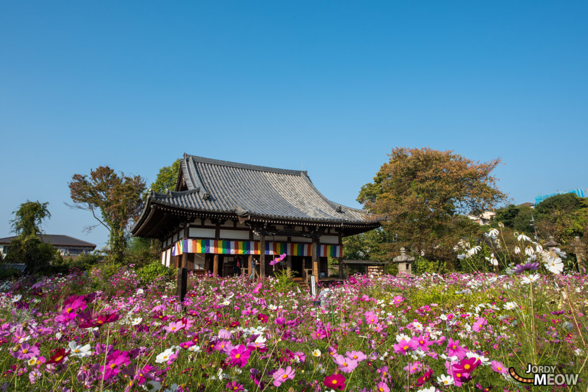 cosmos, flower, japan, japanese, kansai, nara, natural, nature, temple