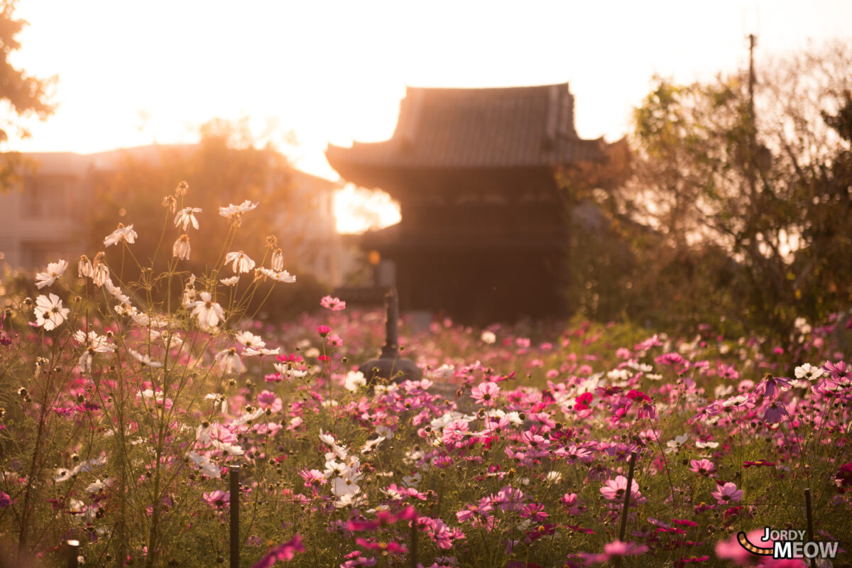 cosmos, flower, japan, japanese, kansai, nara, natural, nature, temple