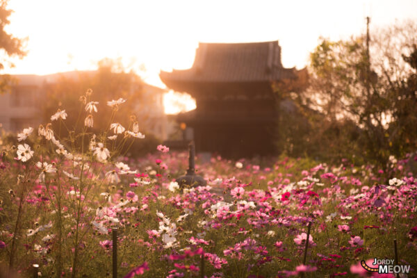 Tranquil Hannya-ji Temple in Kansai with vibrant cosmos flowers, blending nature and spirituality.