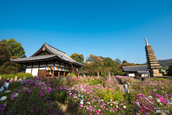 Tranquil Hannya-ji Temple in Nara, Japan with vibrant cosmos flowers and traditional architecture.