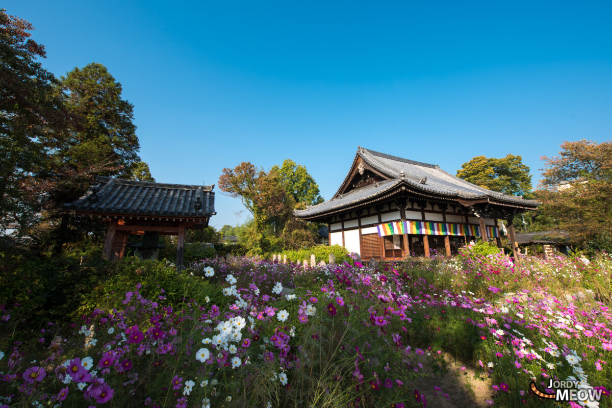 cosmos, flower, japan, japanese, kansai, nara, natural, nature, temple