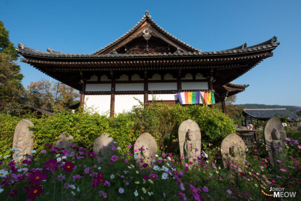 Historic Beauty of Hannya-ji Temple: Tranquil, ornate architecture surrounded by vibrant cosmos flowers.