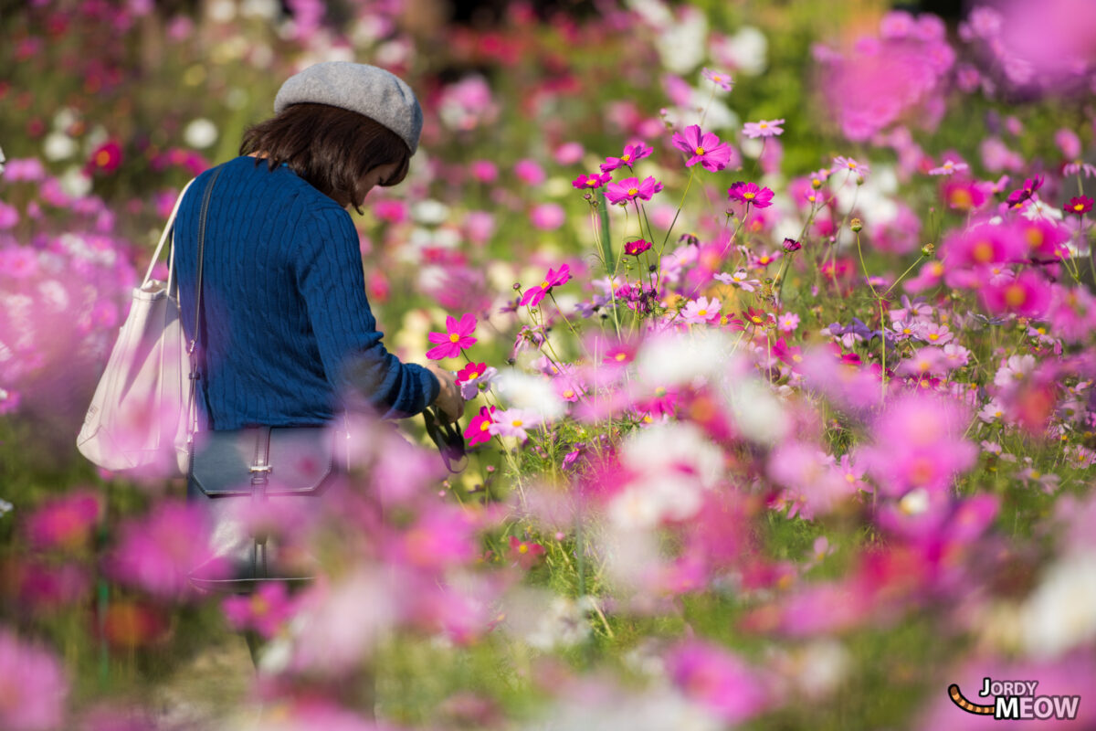 cosmos, flower, japan, japanese, kansai, nara, natural, nature, temple