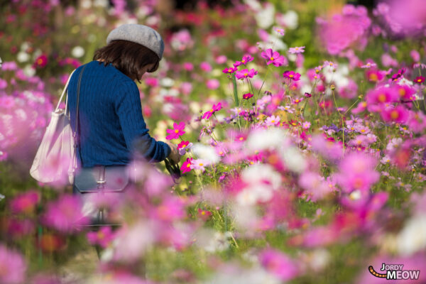 cosmos, flower, japan, japanese, kansai, nara, natural, nature, religion, religious, spiritual, temple