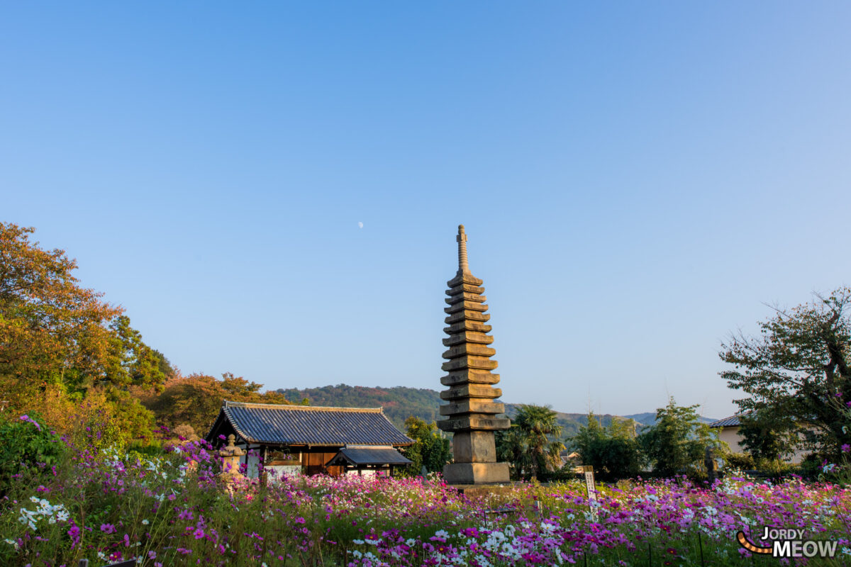 cosmos, flower, japan, japanese, kansai, nara, natural, nature, temple