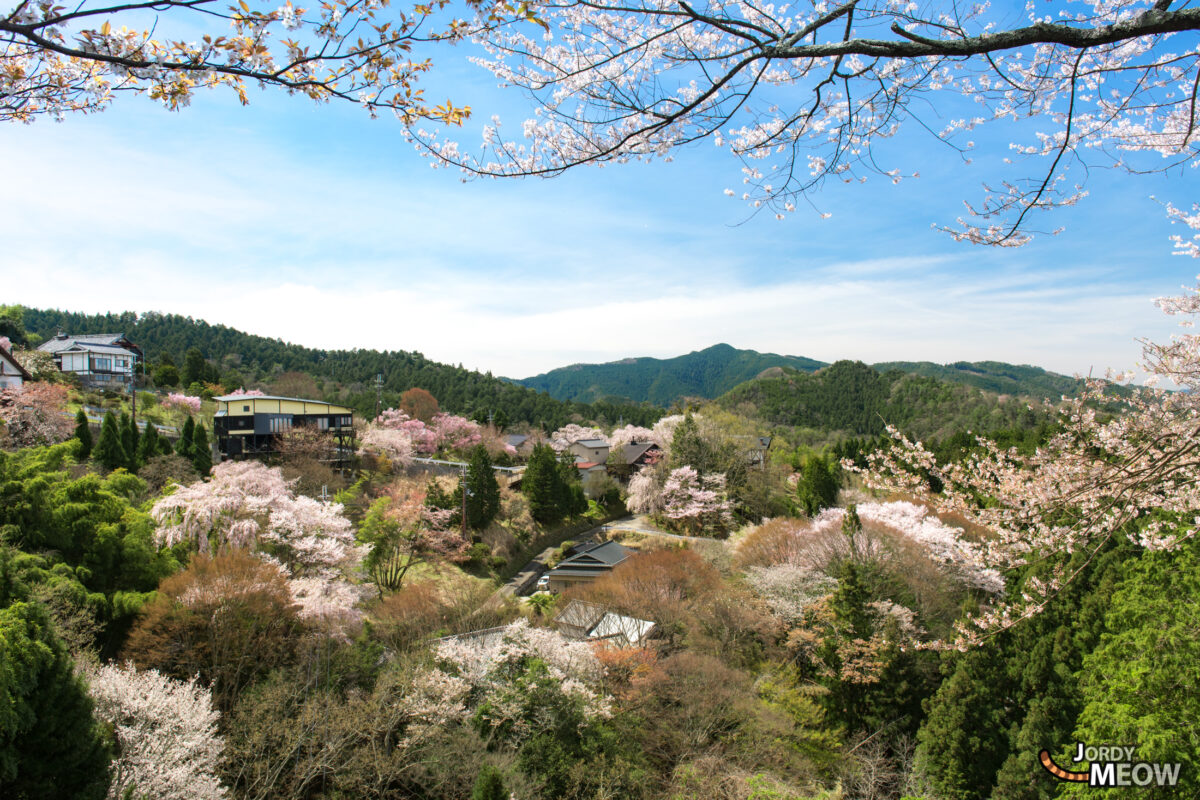 flower, japan, japanese, kansai, nara, natural, nature, sakura, spring