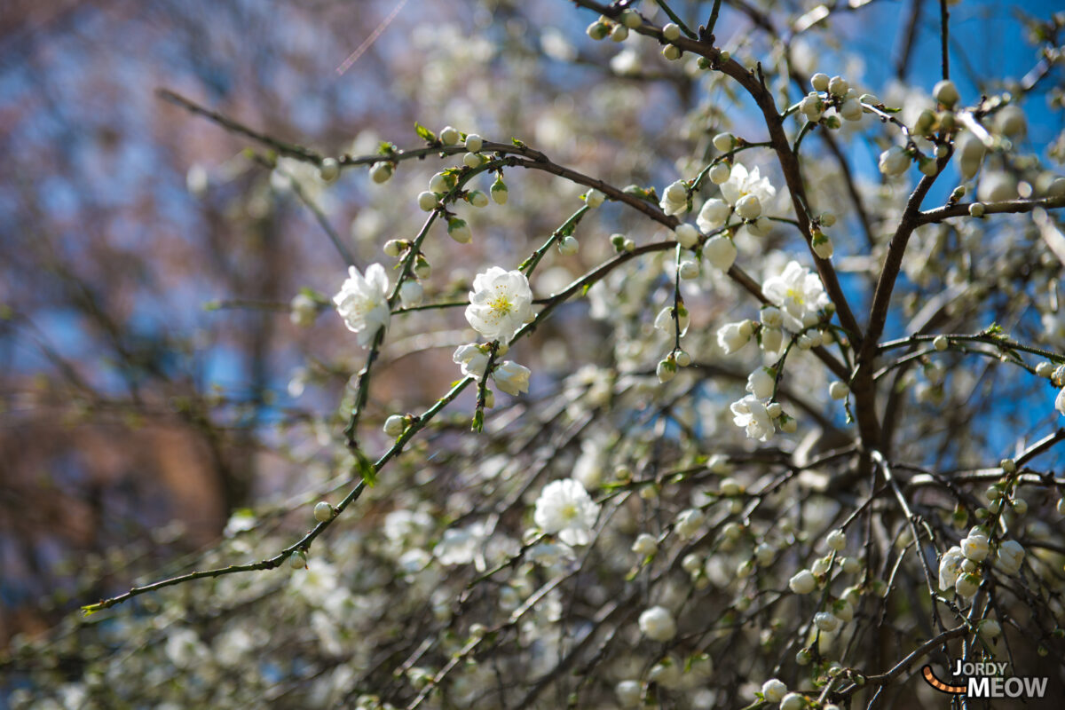 flower, japan, japanese, kansai, nara, natural, nature, sakura, spring