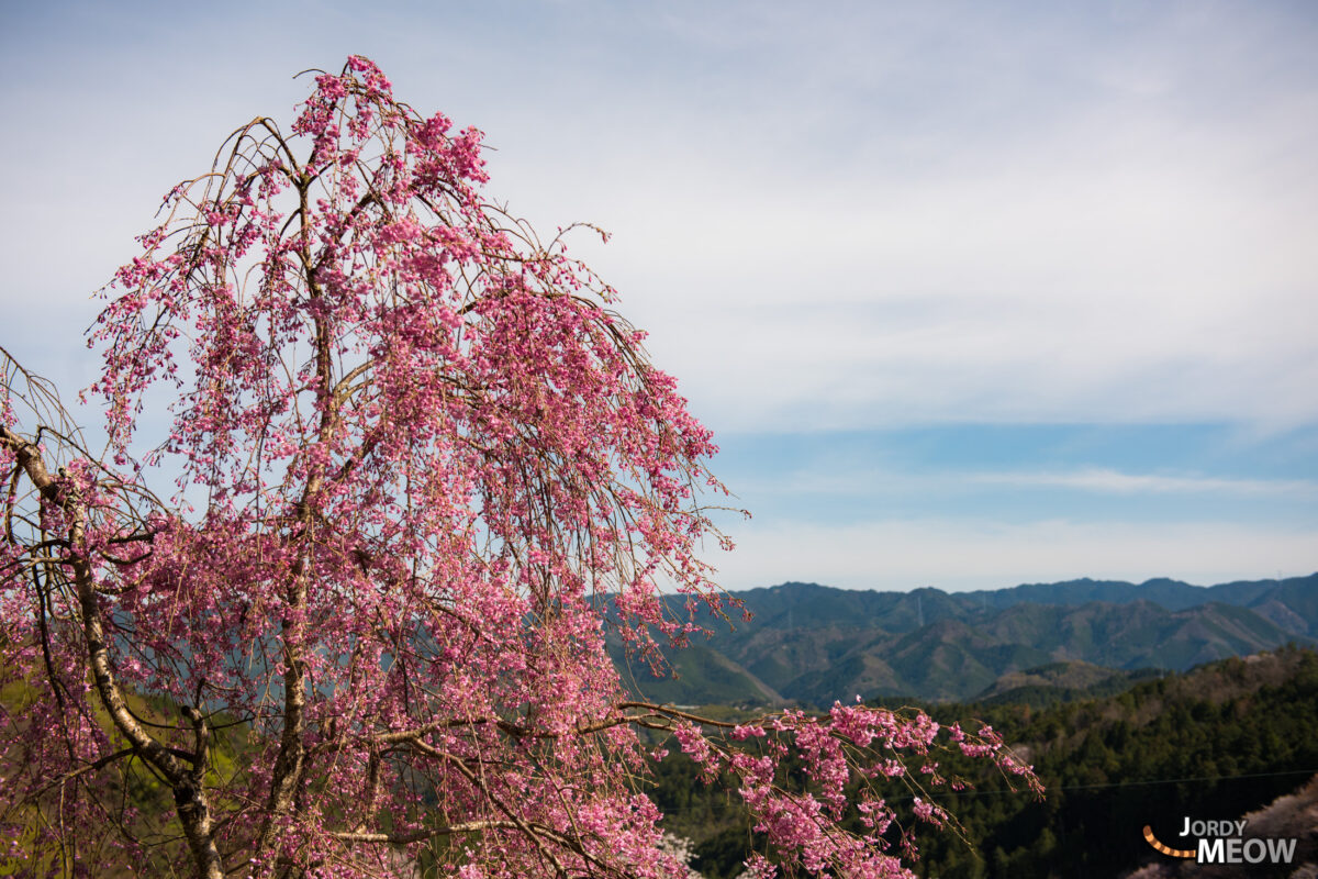 flower, japan, japanese, kansai, nara, natural, nature, sakura, spring