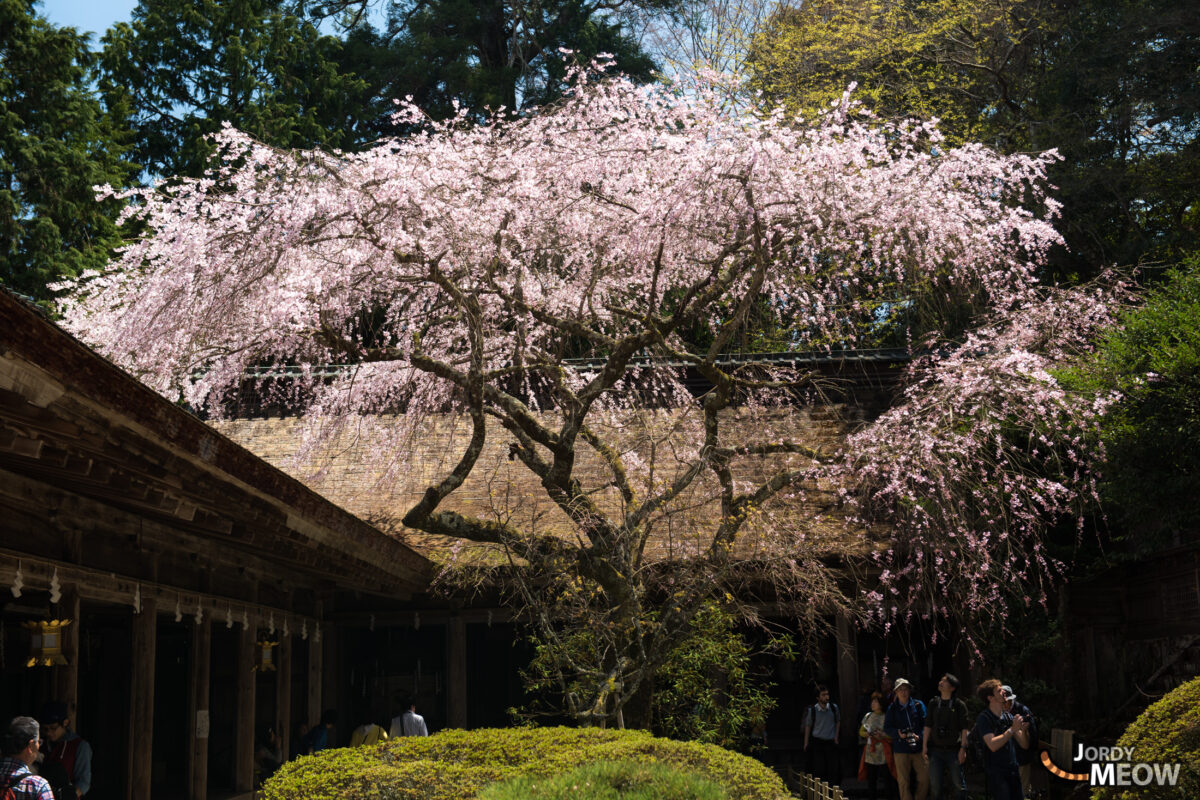 flower, japan, japanese, kansai, nara, natural, nature, sakura, spring