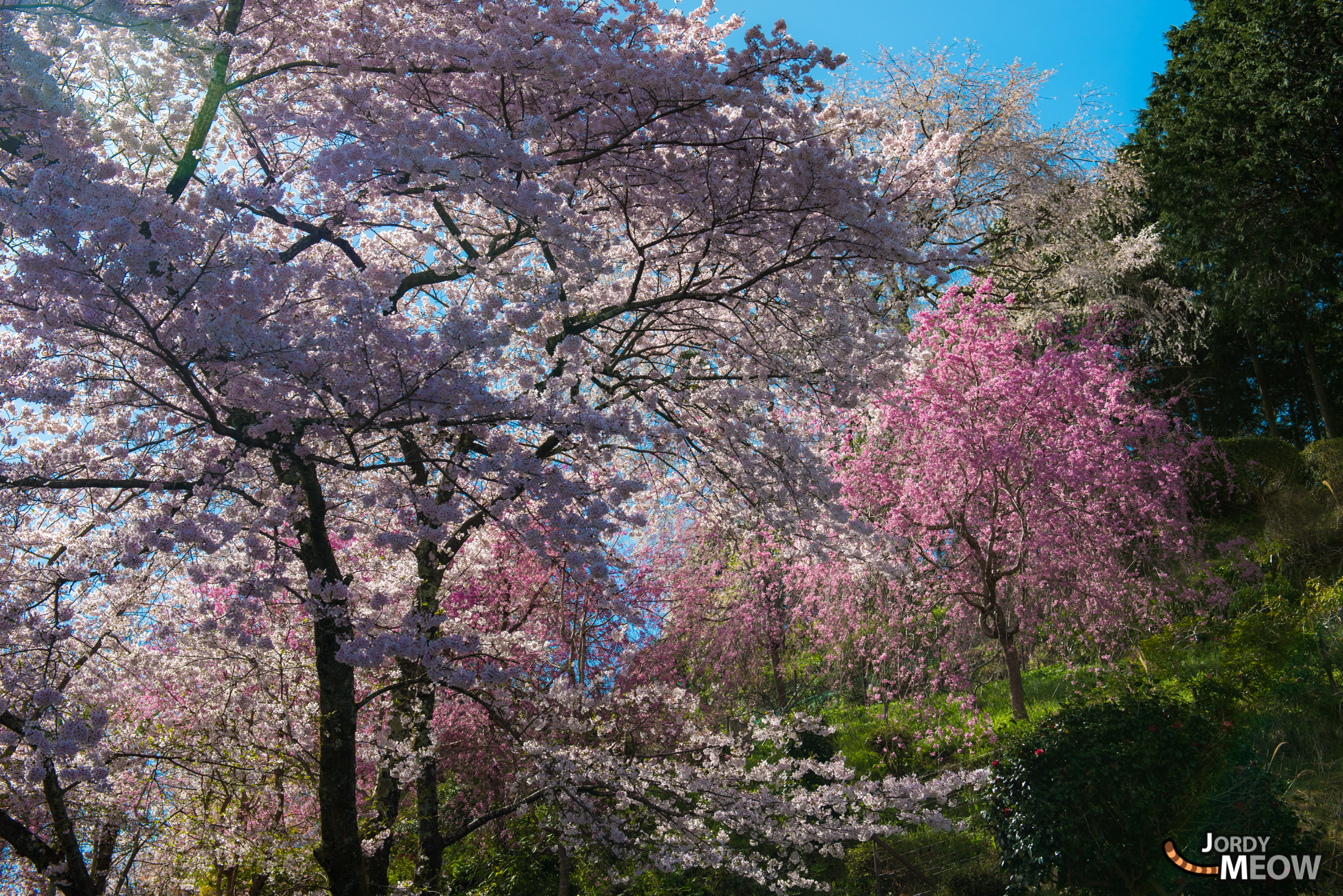 Enchanting cherry blossoms at Yoshinoyama, Japan - a mesmerizing floral display against blue sky.