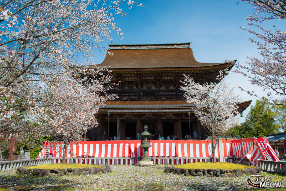 flower, japan, japanese, kansai, nara, natural, nature, sakura, spring