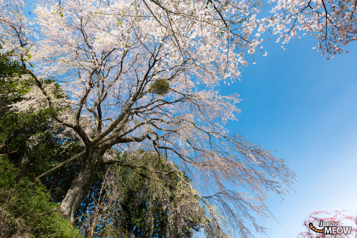 flower, japan, japanese, kansai, nara, natural, nature, sakura, spring