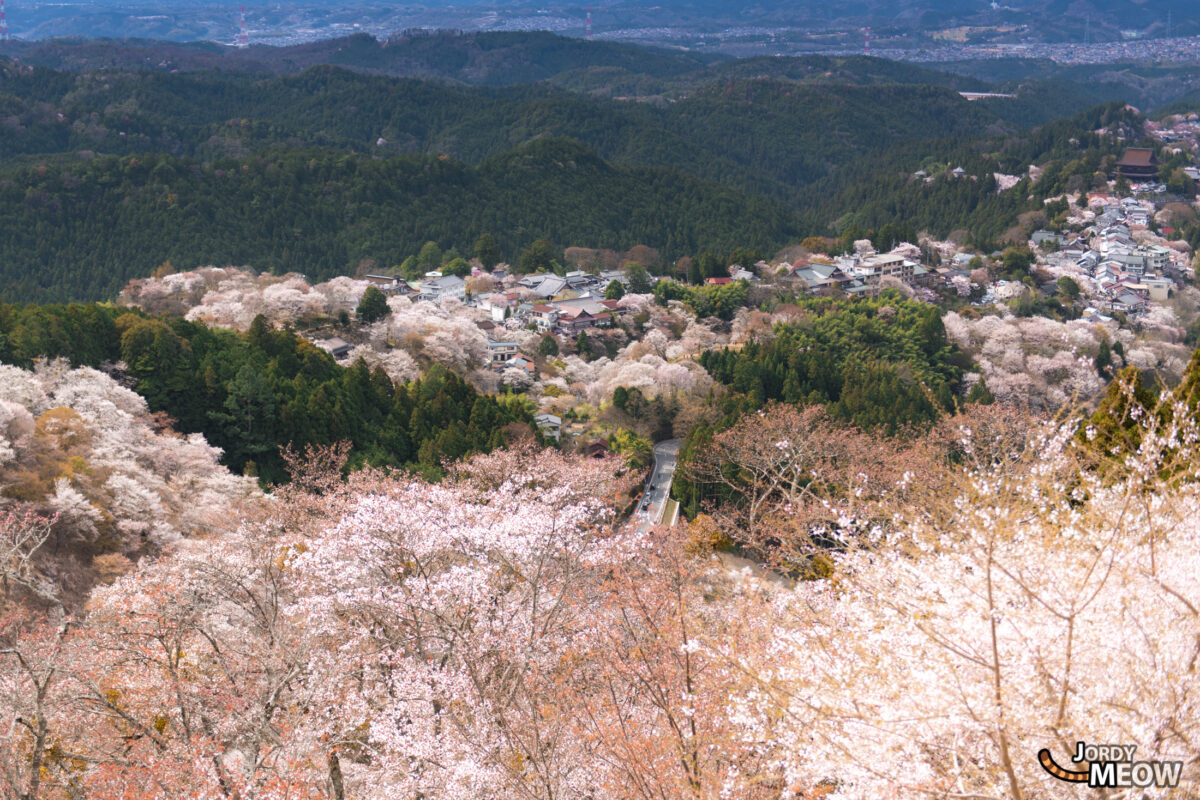 flower, japan, japanese, kansai, nara, natural, nature, sakura, spring