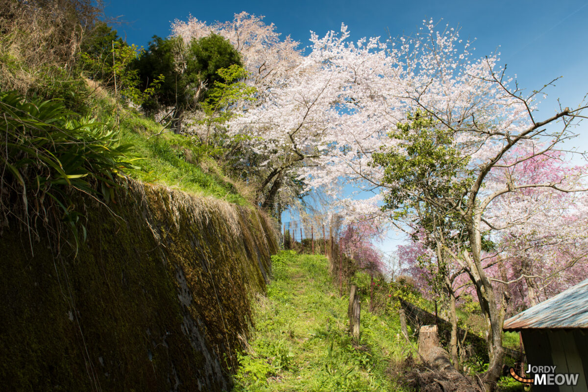 flower, japan, japanese, kansai, nara, natural, nature, sakura, spring