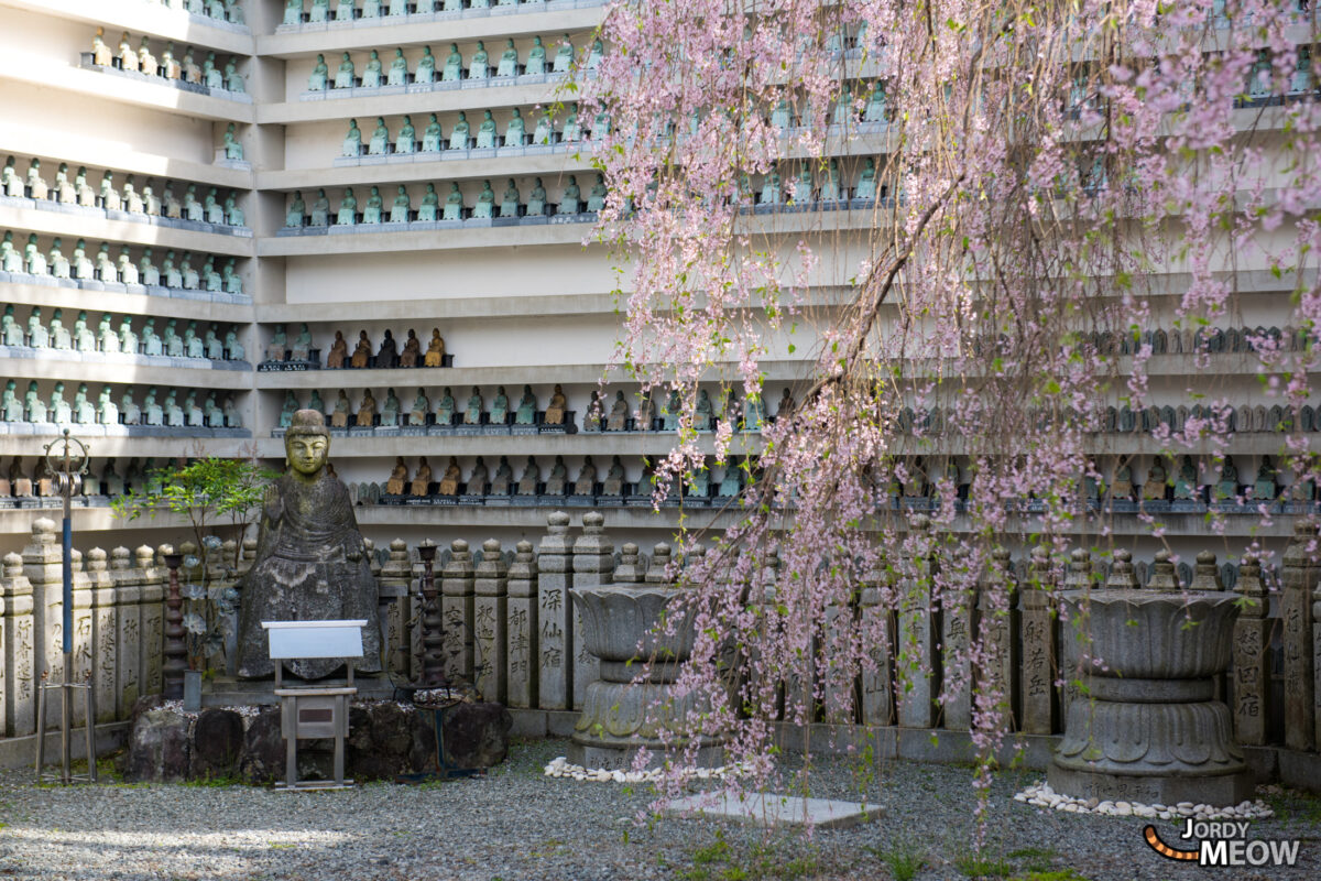 flower, japan, japanese, kansai, nara, natural, nature, sakura, spring