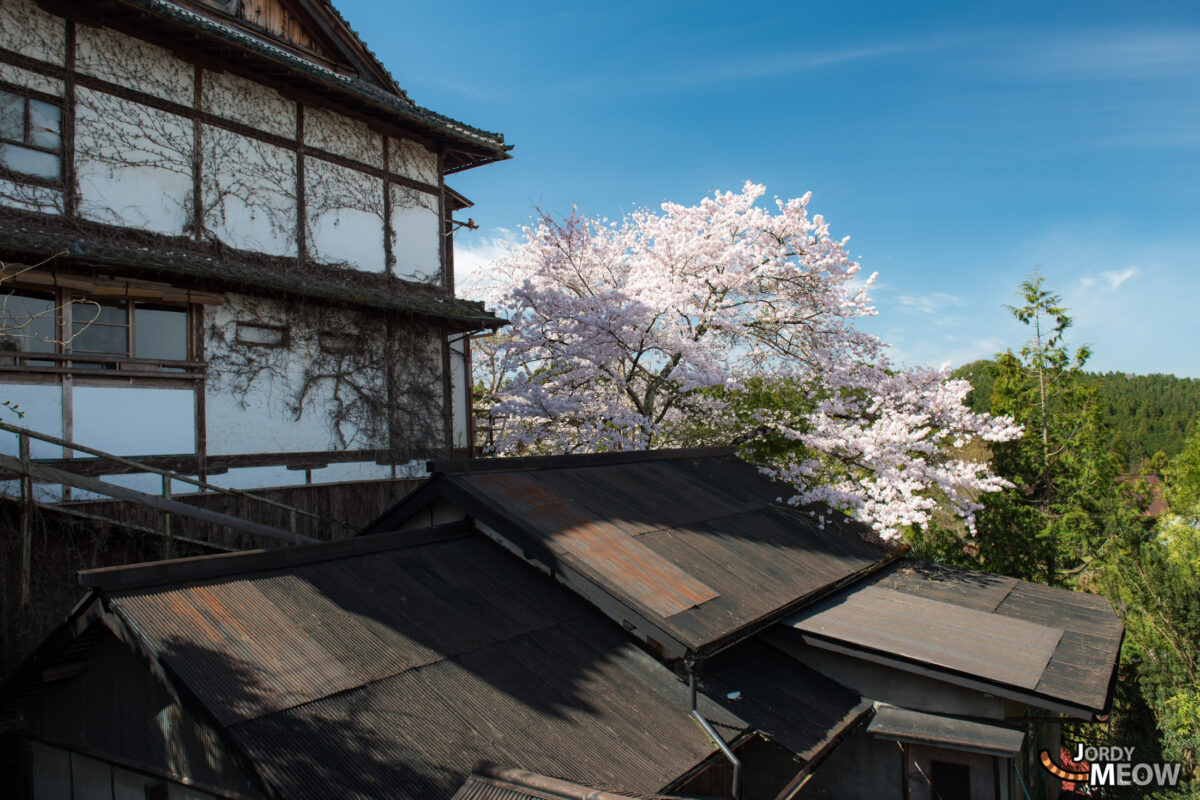 flower, japan, japanese, kansai, nara, natural, nature, sakura, spring