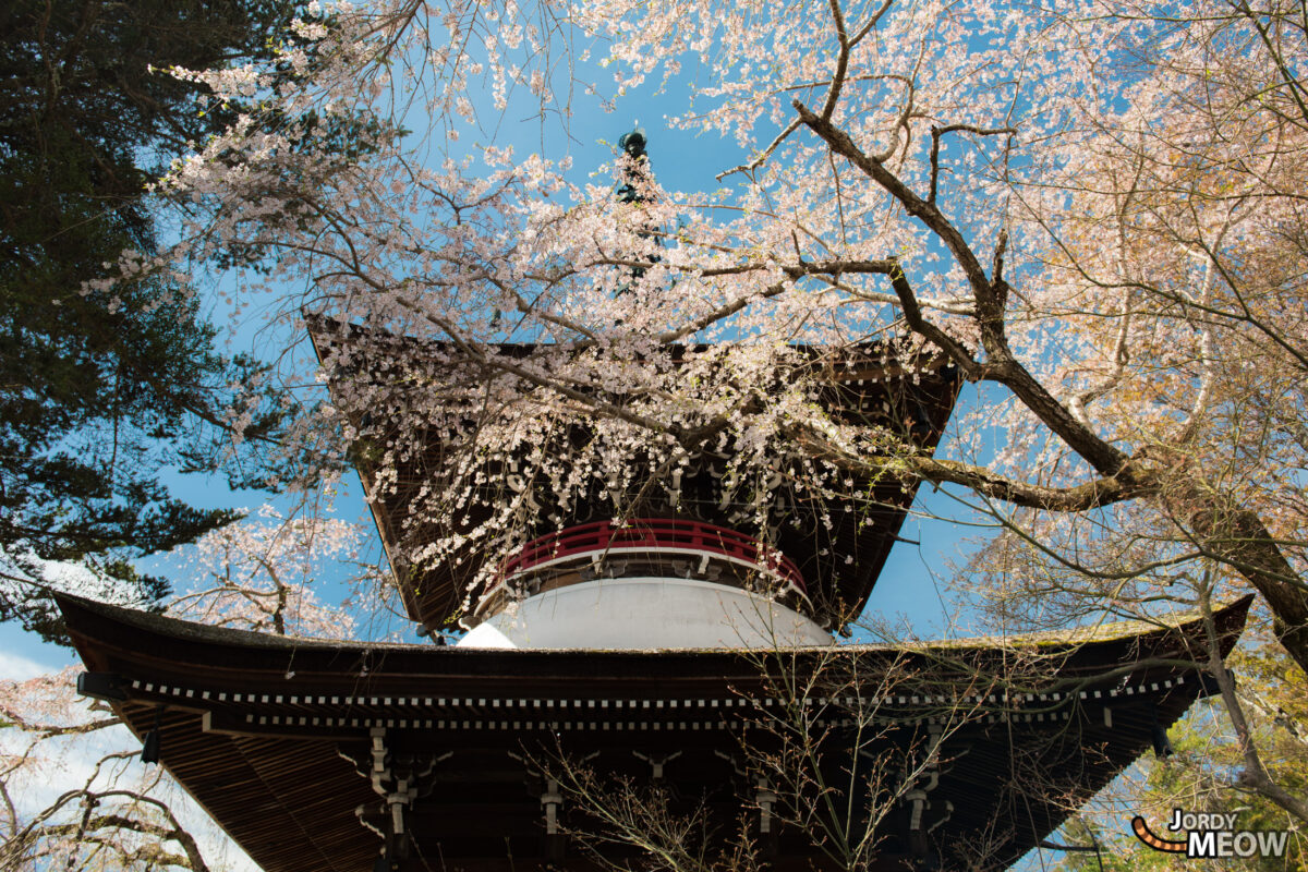 flower, japan, japanese, kansai, nara, natural, nature, sakura, spring