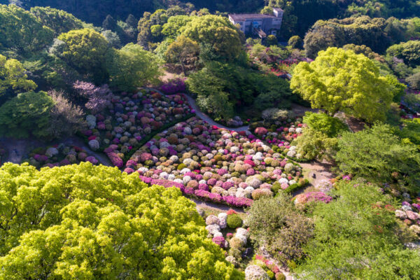 Tranquil beauty of Japanese garden Mifuneyama Park with vibrant pink and white flowers.