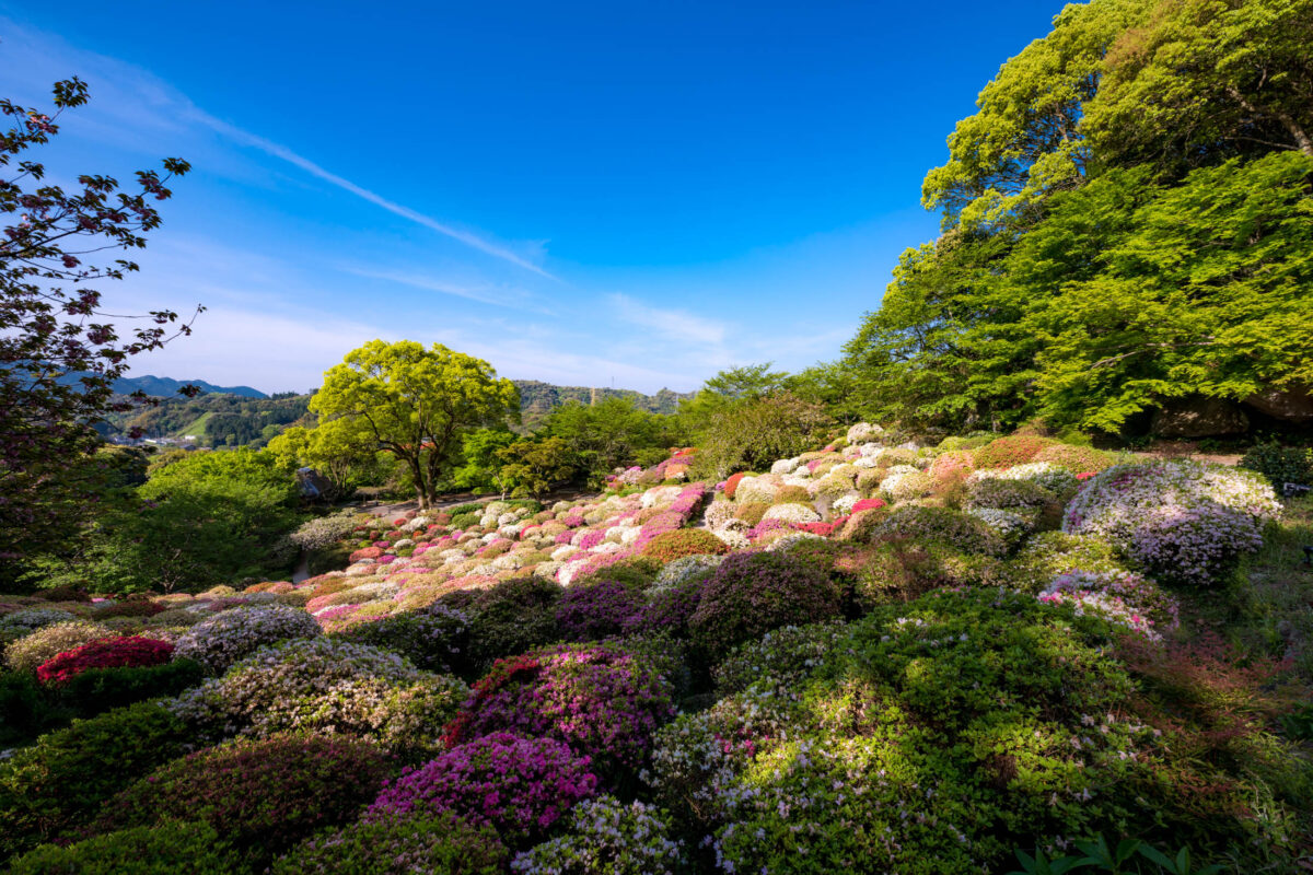 azalea, flower, japan, japanese, kyushu, natural, nature, saga, spring