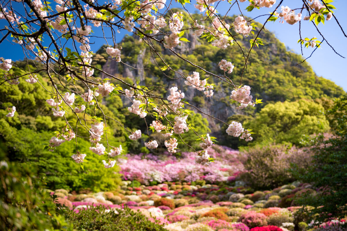 azalea, flower, japan, japanese, kyushu, natural, nature, saga, spring