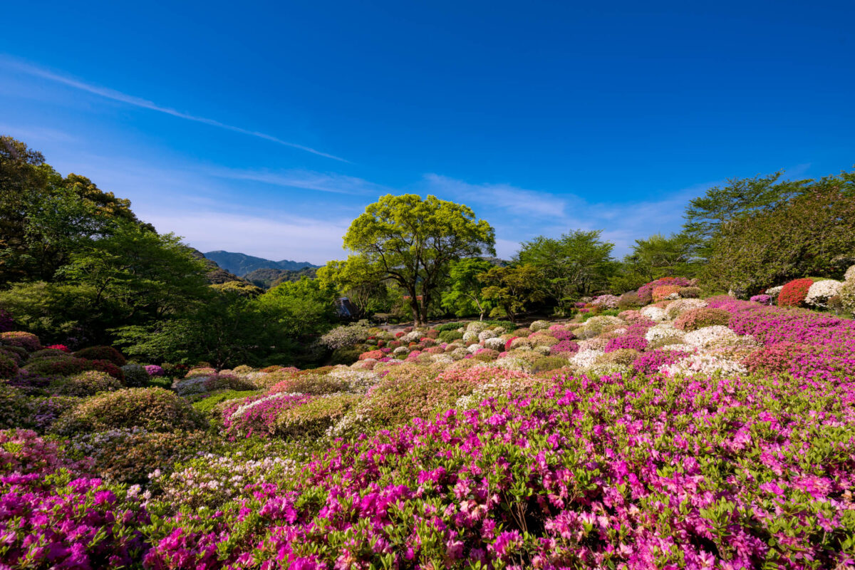 azalea, flower, japan, japanese, kyushu, natural, nature, saga, spring