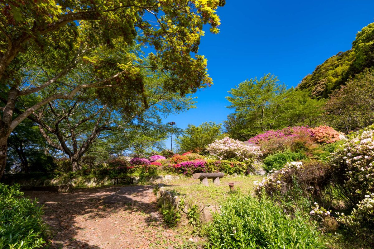 azalea, flower, japan, japanese, kyushu, natural, nature, saga, spring