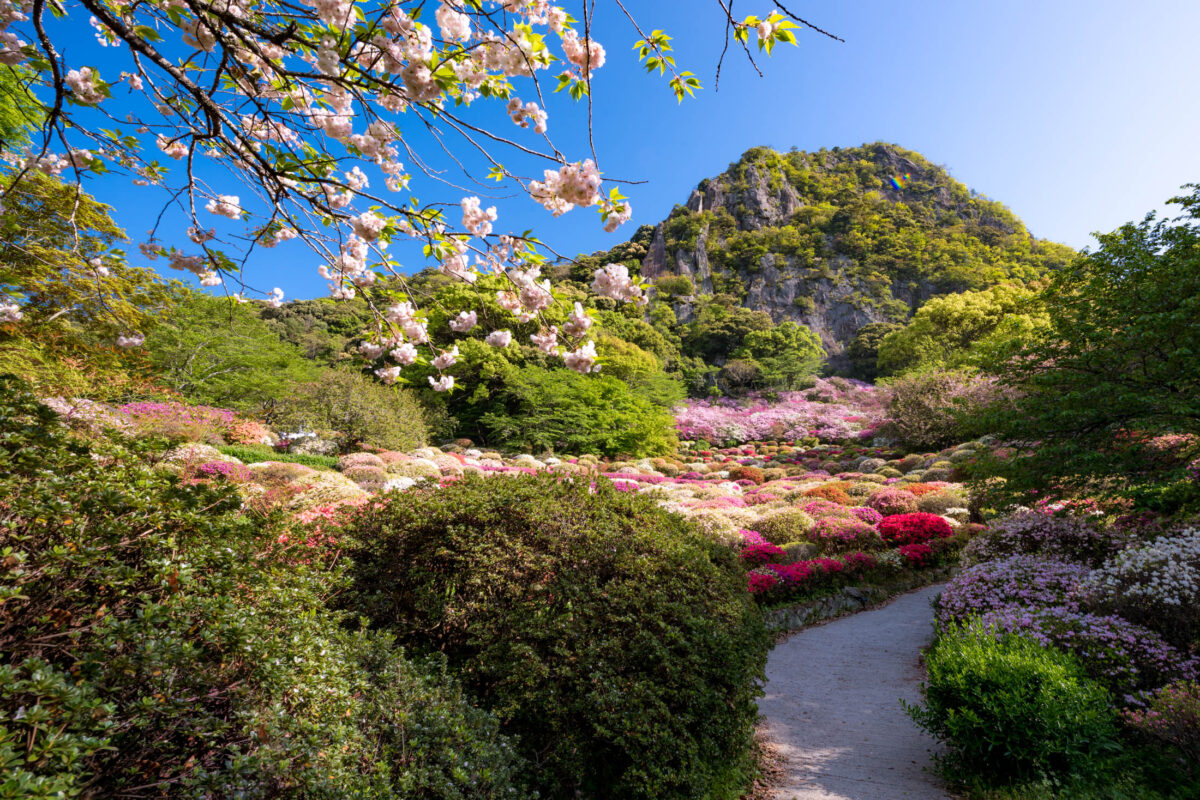 azalea, flower, japan, japanese, kyushu, natural, nature, saga, spring