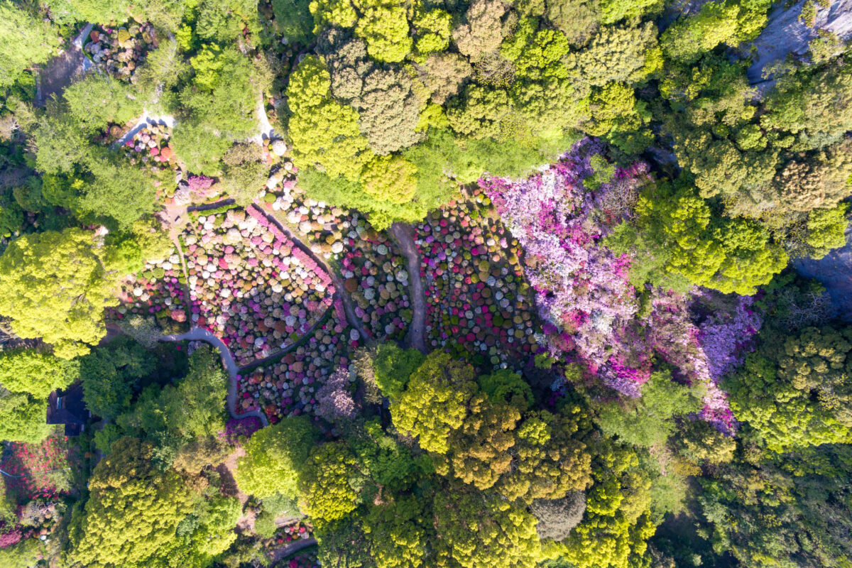 azalea, drone, flower, japan, japanese, kyushu, natural, nature, saga, spring