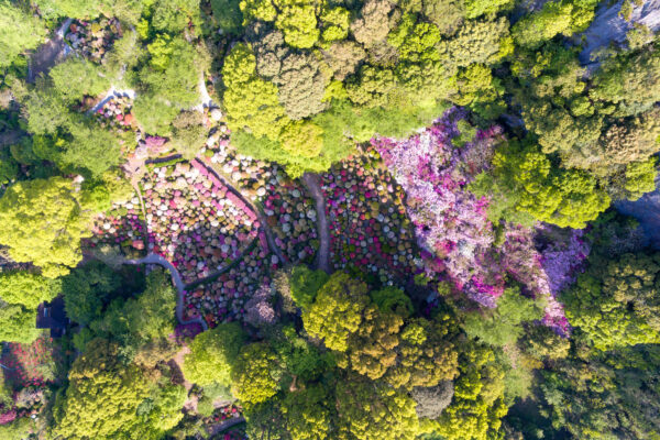 Aerial view of lush Mifuneyama Park in Japan showcasing vibrant cherry blossoms and greenery.