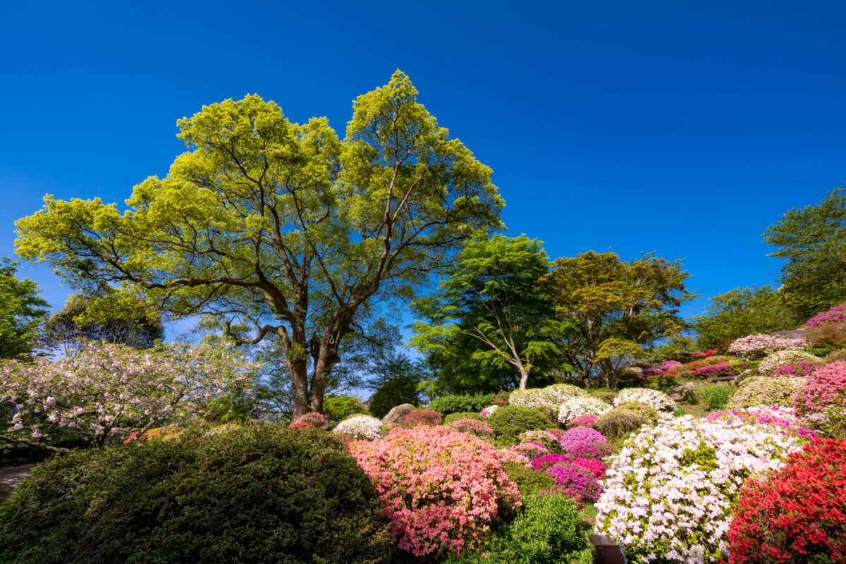 azalea, flower, japan, japanese, kyushu, natural, nature, saga, spring