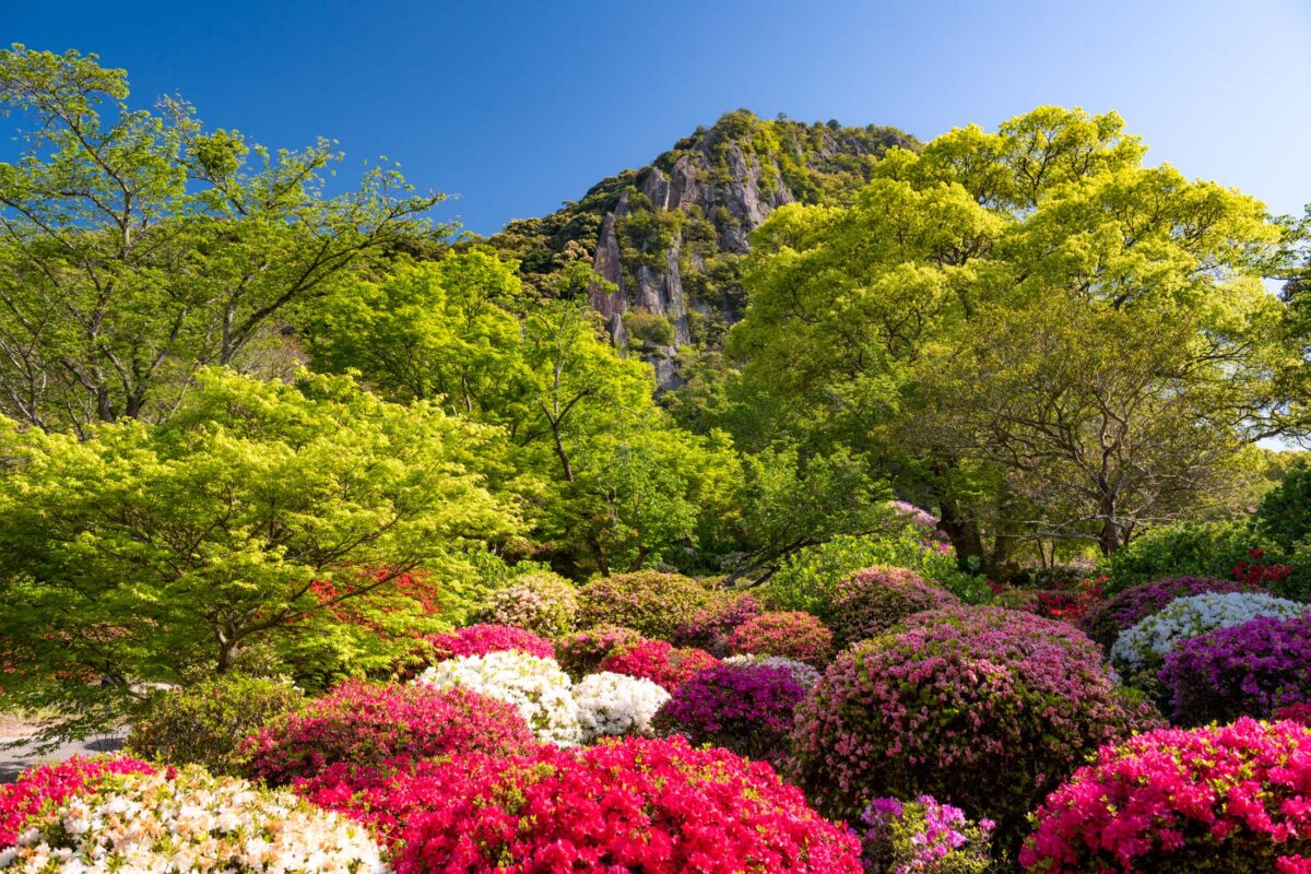 azalea, flower, japan, japanese, kyushu, natural, nature, saga, spring