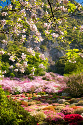 azalea, flower, japan, japanese, kyushu, natural, nature, saga, spring