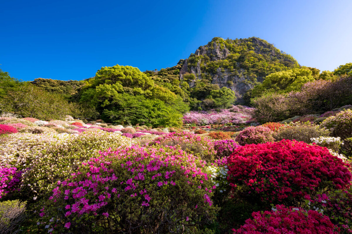 azalea, flower, japan, japanese, kyushu, natural, nature, saga, spring