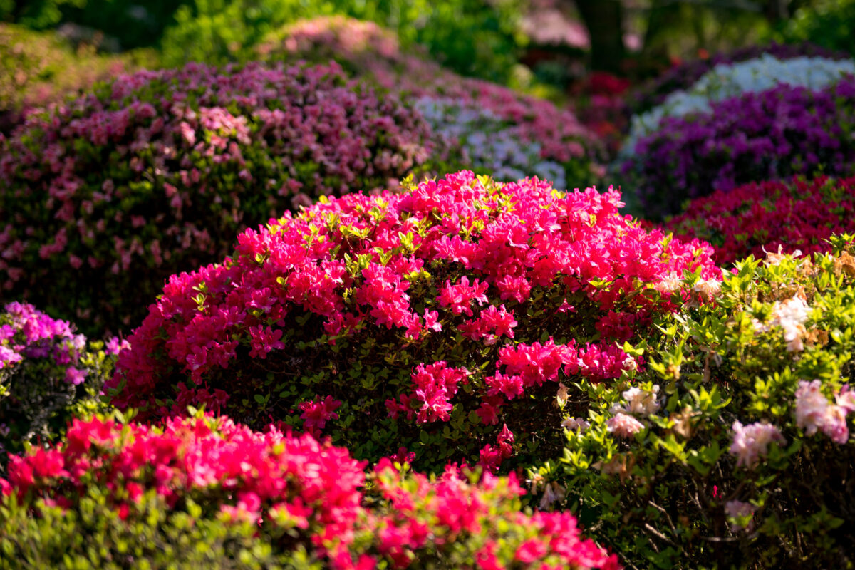 azalea, flower, japan, japanese, kyushu, natural, nature, saga, spring