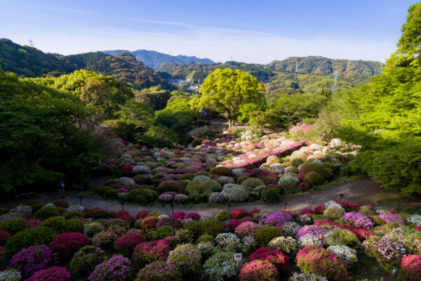 Enchanting floral paradise: Mifuneyama Park nestled in rolling hills with vibrant blooms.