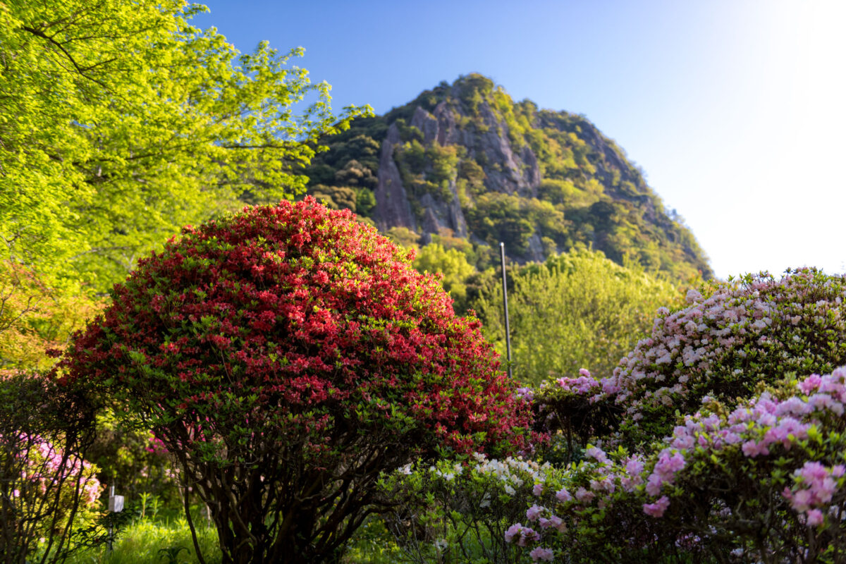 azalea, flower, japan, japanese, kyushu, natural, nature, saga, spring