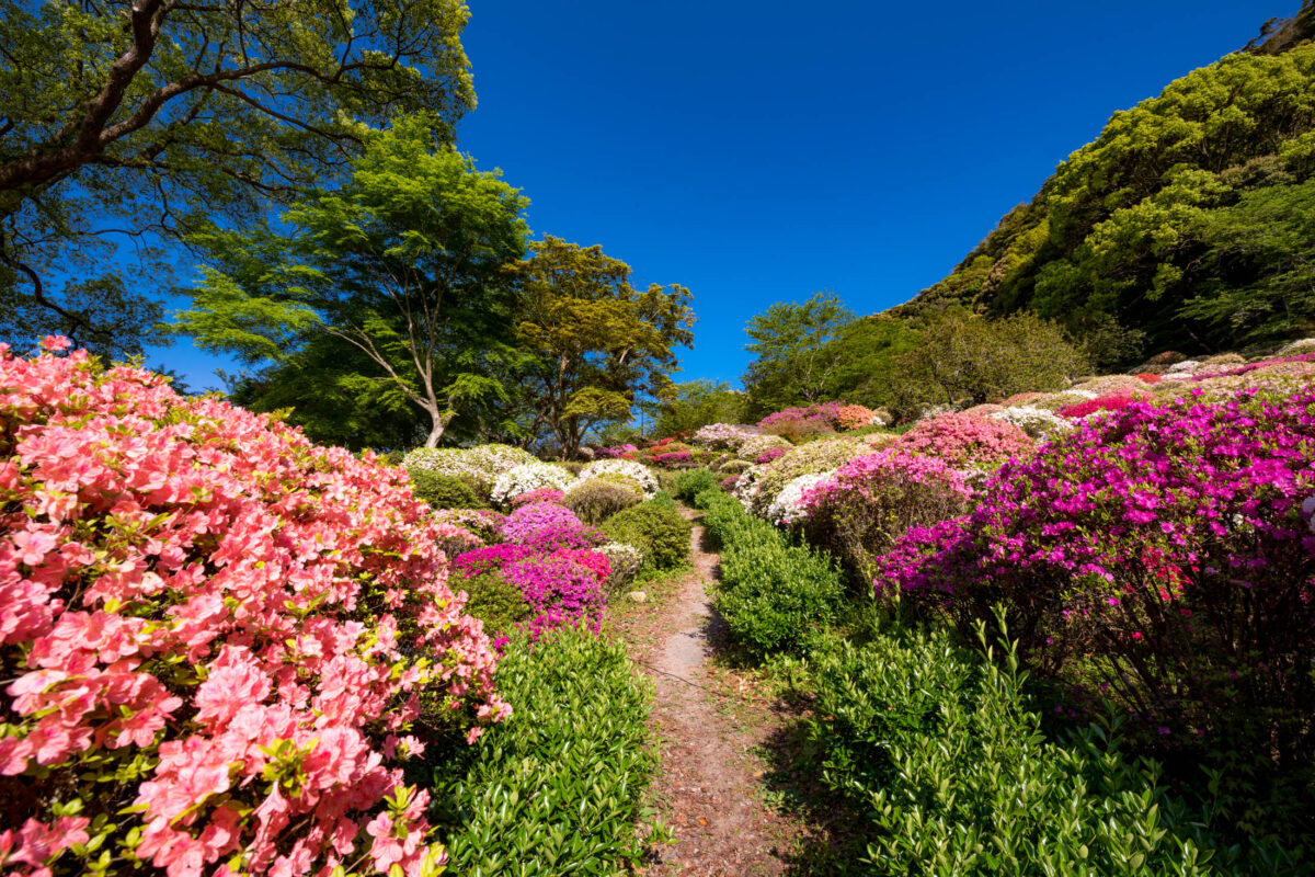 azalea, flower, japan, japanese, kyushu, natural, nature, saga, spring