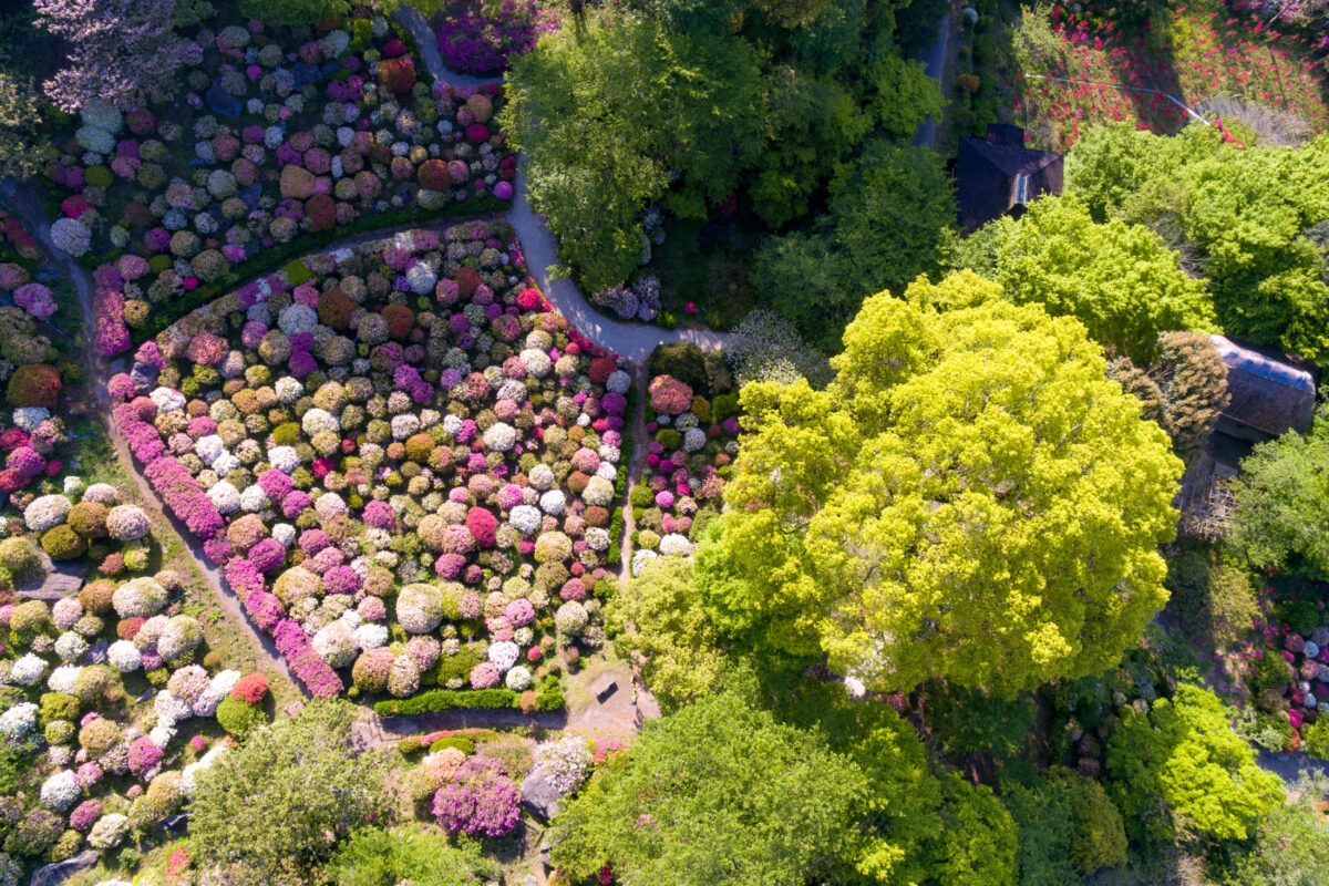 azalea, drone, flower, japan, japanese, kyushu, natural, nature, saga, spring