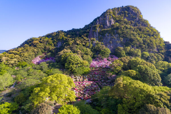 Explore the breathtaking beauty of Mifuneyama Parks mountain landscape and vibrant flora.