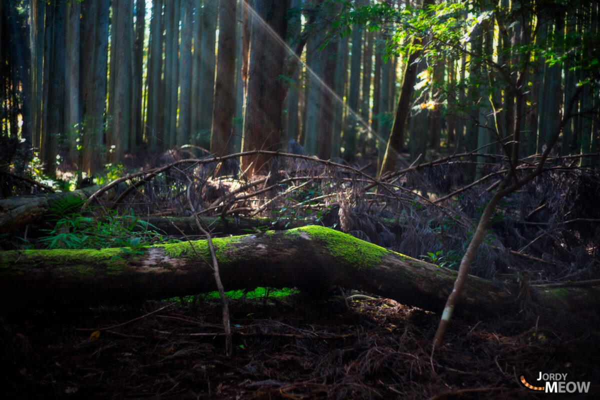 asia, chiba, forest, japan, japanese, kanto, natural, nature, people