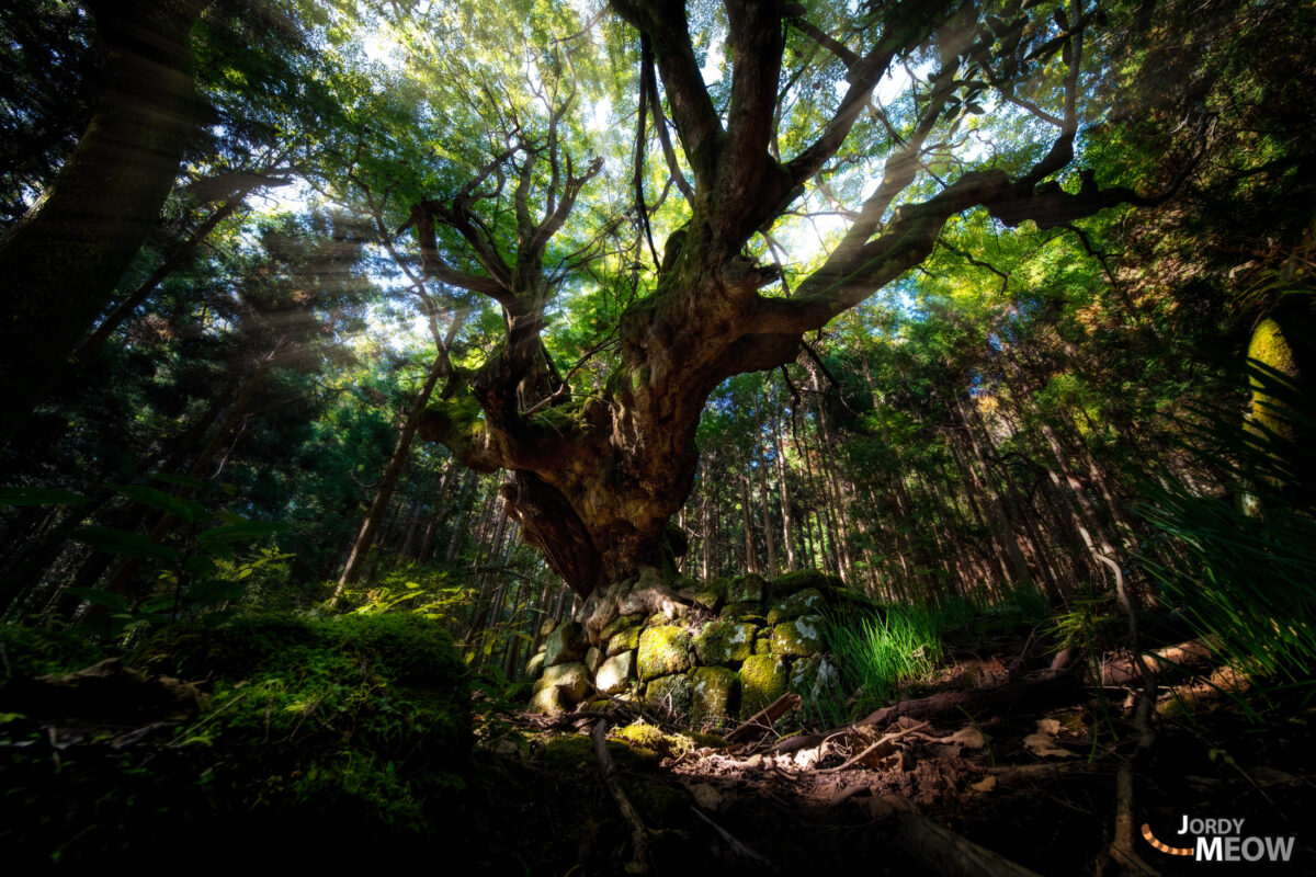 asia, chiba, forest, japan, japanese, kanto, natural, nature, people, tree