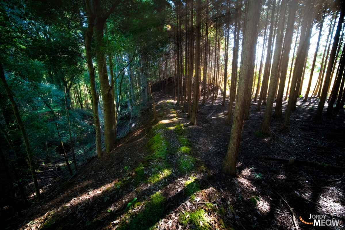 asia, chiba, forest, japan, japanese, kanto, natural, nature, people