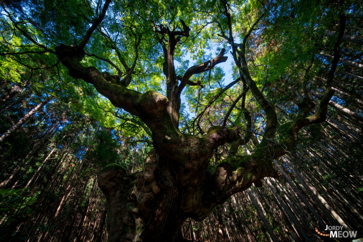 asia, chiba, forest, japan, japanese, kanto, natural, nature, tree